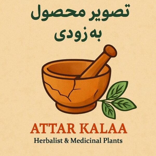 جین سینگ قرمز نیم  کیلویی