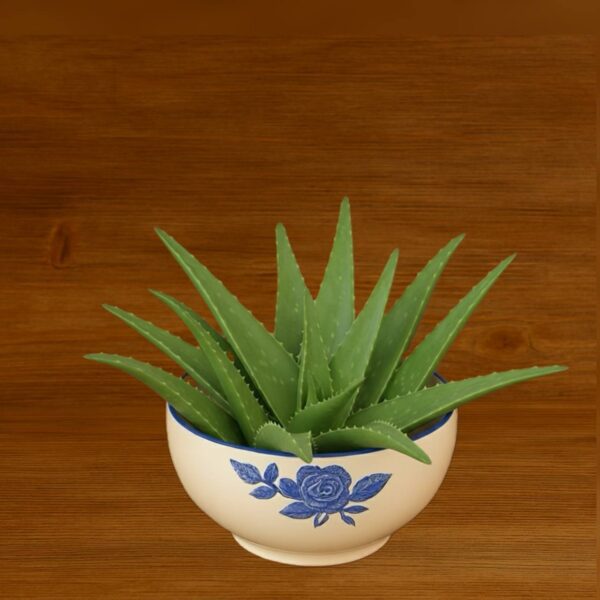 برگ آلوئه ورا