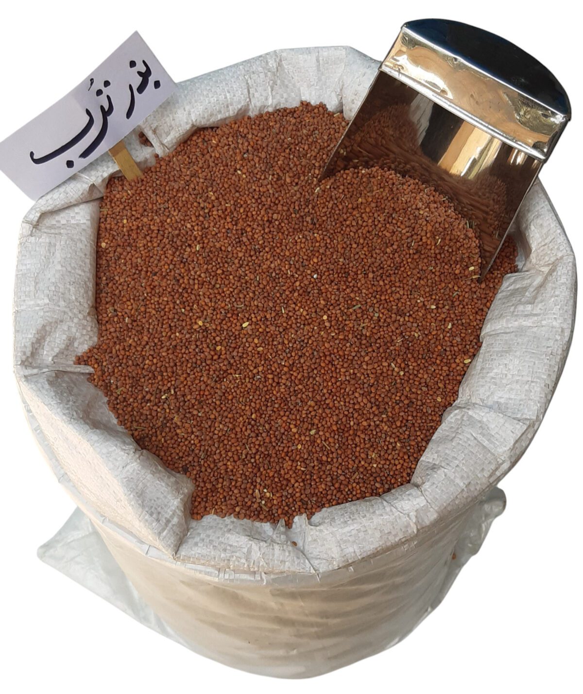 بذر ترب