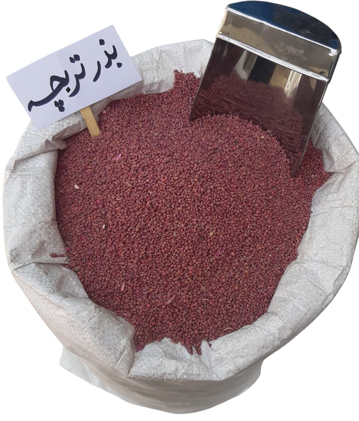 بذر تربچه