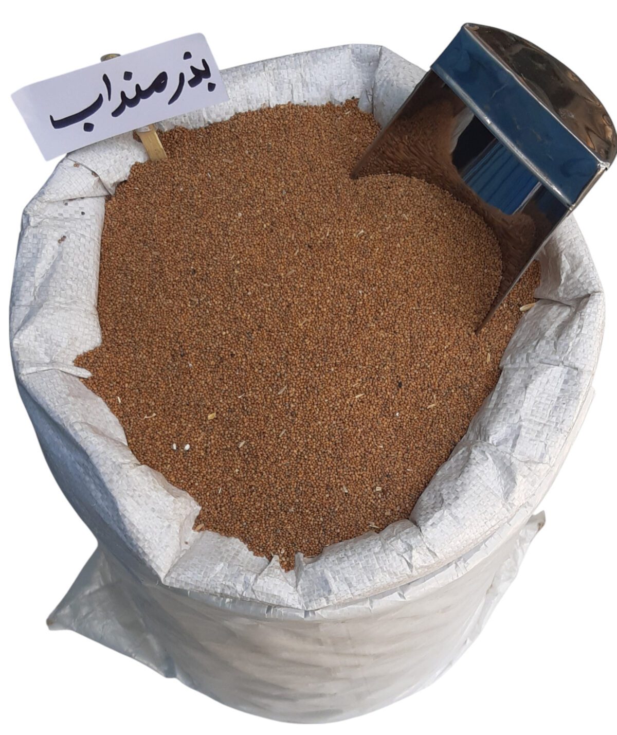 بذر منداب