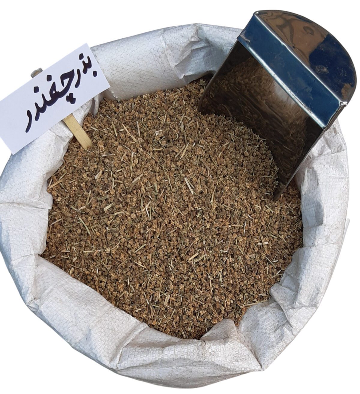 بذر چغندر