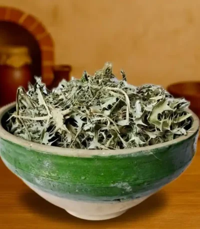 بوقناق گیاه