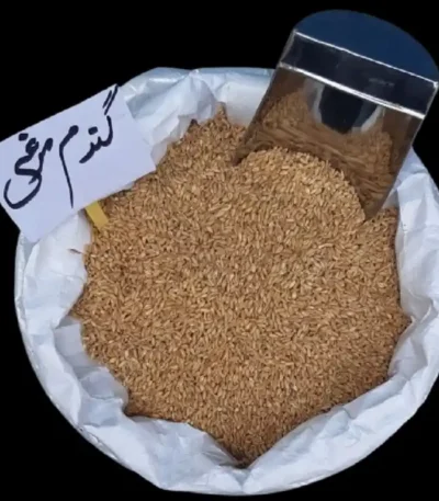 گندم مرغی