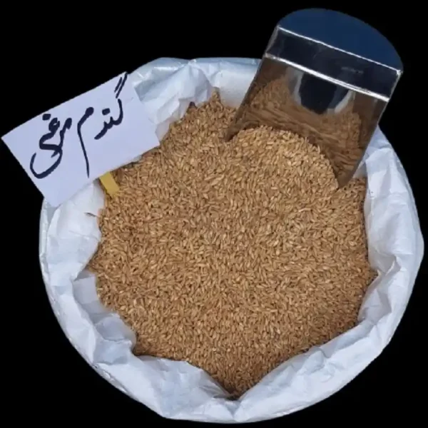 گندم مرغی