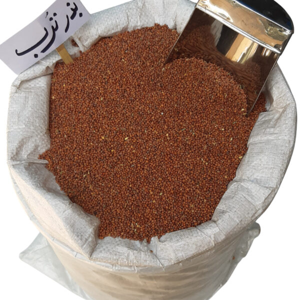 بذر ترب