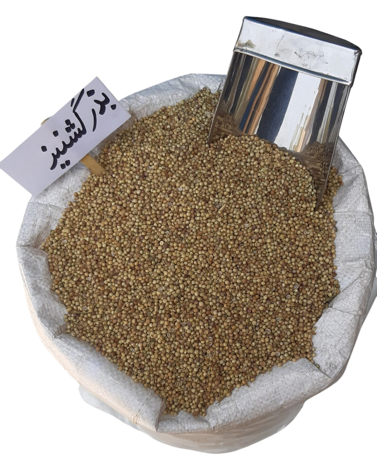 بذر گشنیز